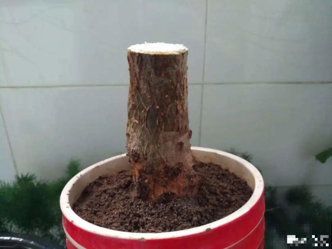 花杆子变黑，赶紧拔出来，立马换土