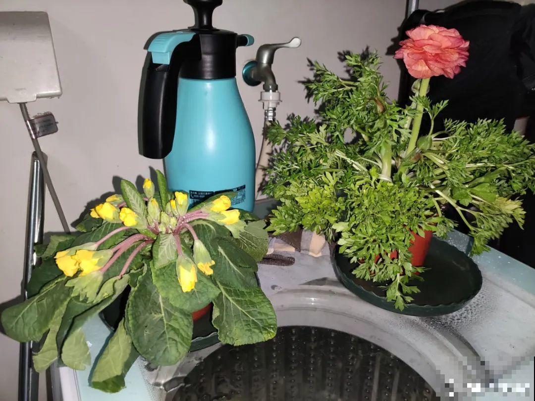 10种花最怕晒，搬进屋里养，不然要死光