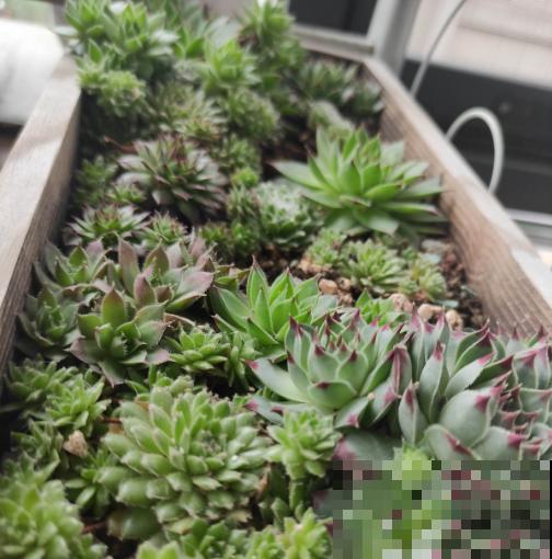 雨季多肉，烂根化水没得救，注意4点，多肉雨季变“平安季”
