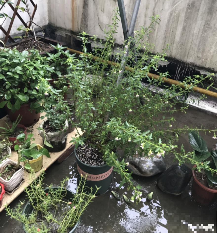 9种花最怕下雨天，一淋雨就死，太心疼了