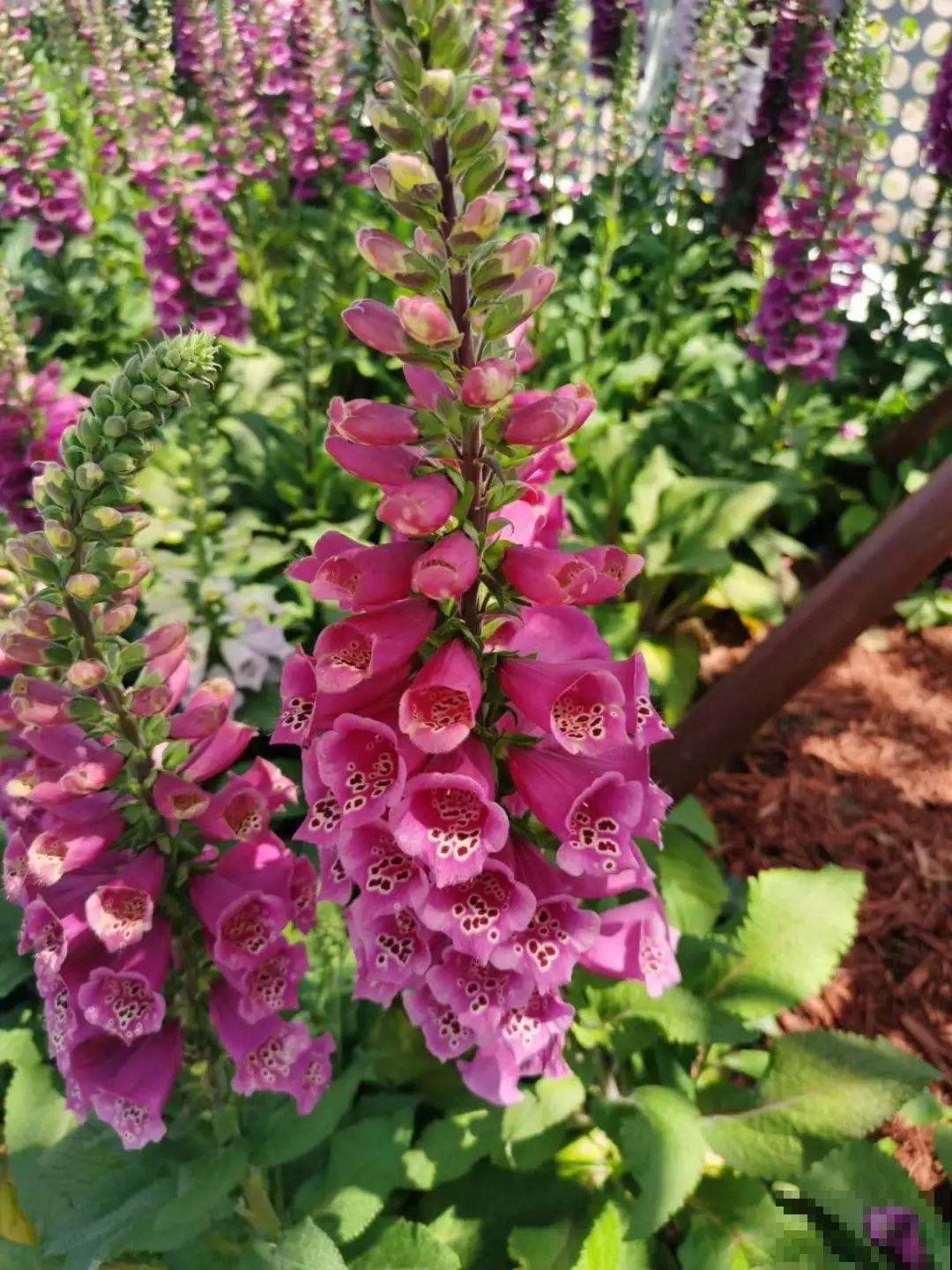 绿化带“壕”无人性，10万块的花堆一起，你认识几个？