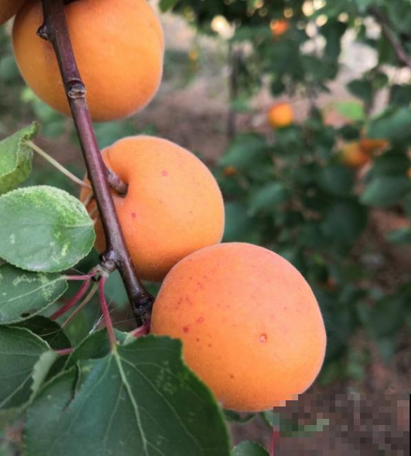 院子里种了棵杏树,没想到惹了麻烦,天天生气 院子里种了棵杏树,没想到惹了麻烦,天天生气