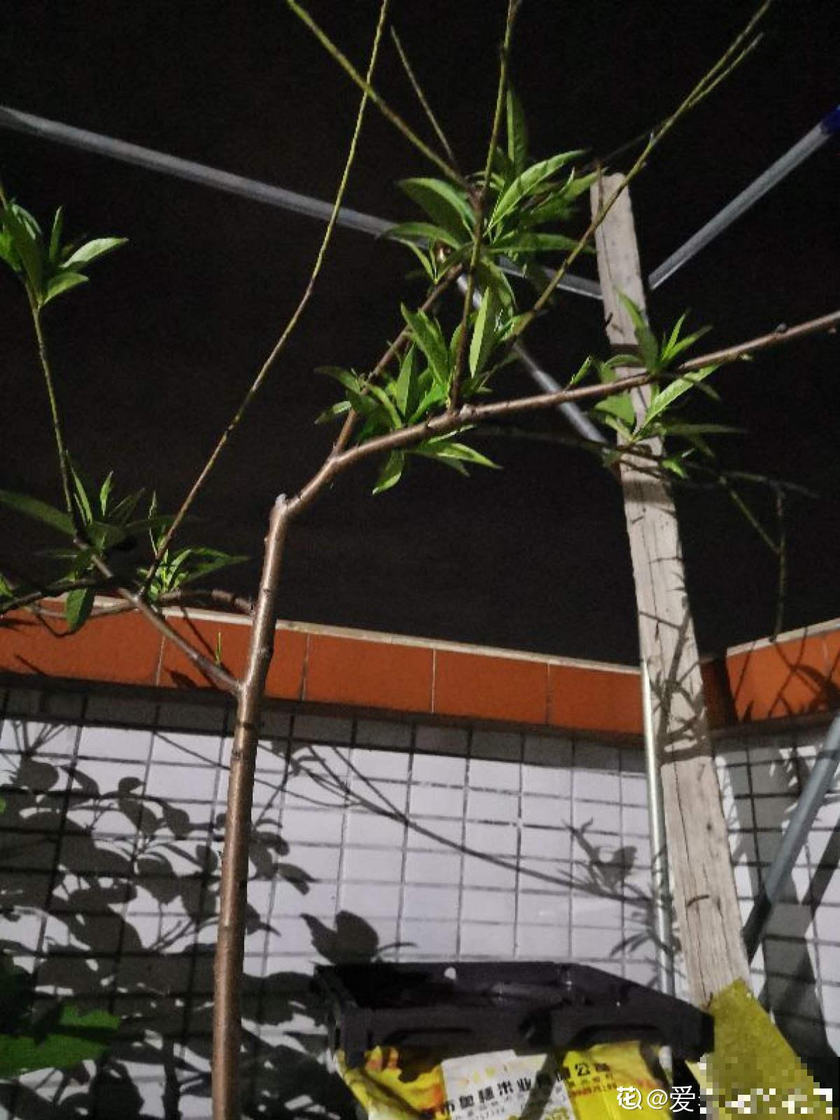 桃树扦插总不活,掌握3个要点,扦插比嫁接生长更迅速 桃树扦插总不活,掌握3个要点,扦插比嫁接生长更迅速