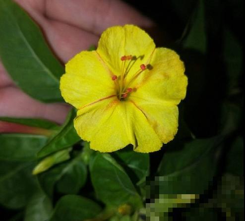 夜深人静，这4种花却在悄悄争奇斗艳，你留意过吗？