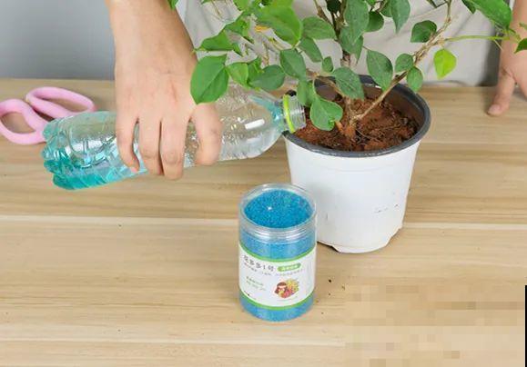 三角梅剪 一剪，搬出去晒晒，呼呼爆花