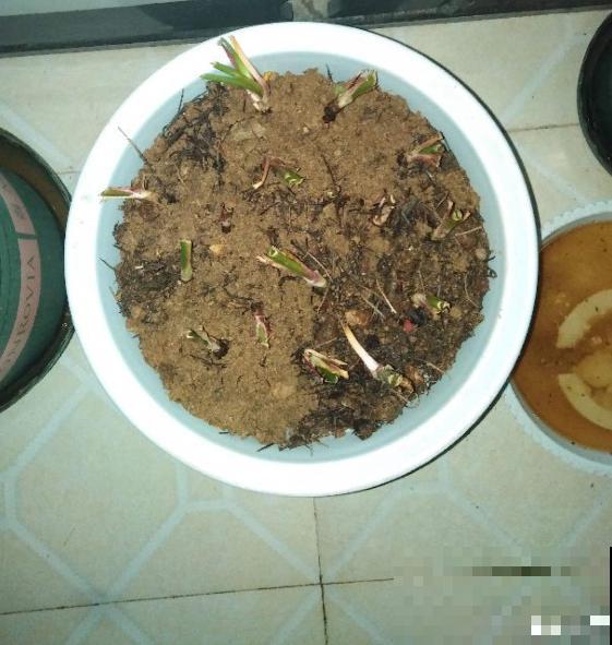 雨天不用躲！一株风雨兰，雨过天晴长更狂