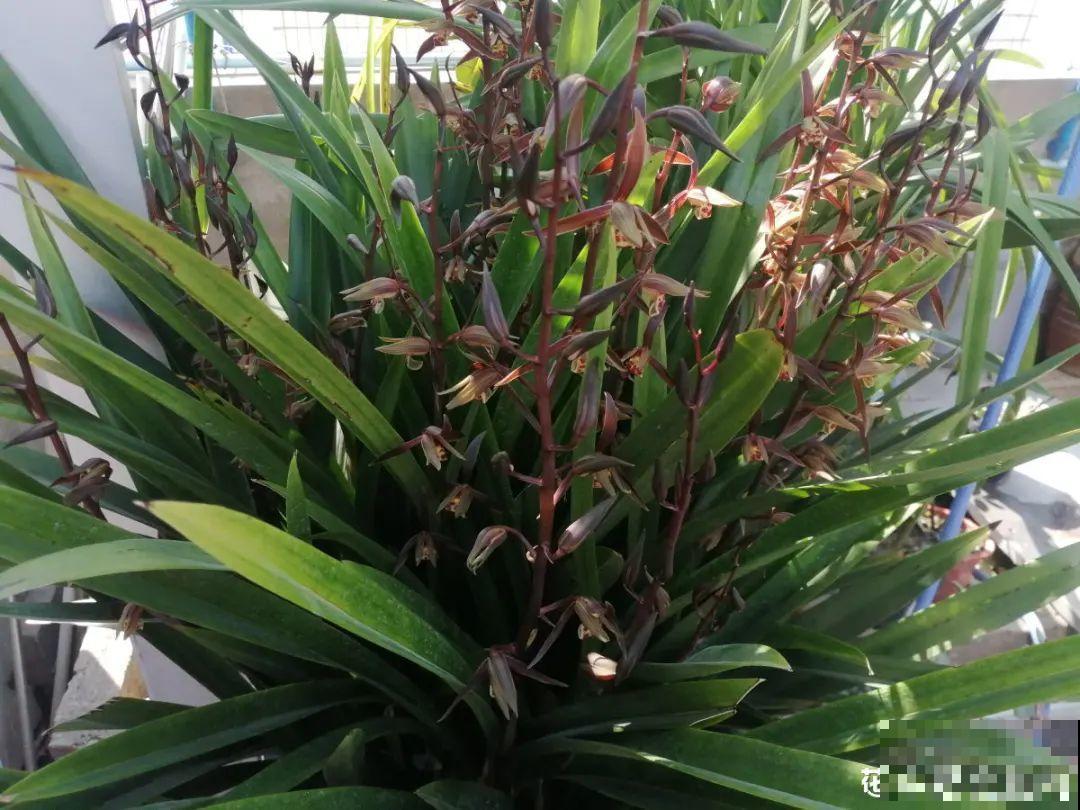 10种花最怕晒，搬进屋里养，不然要死光