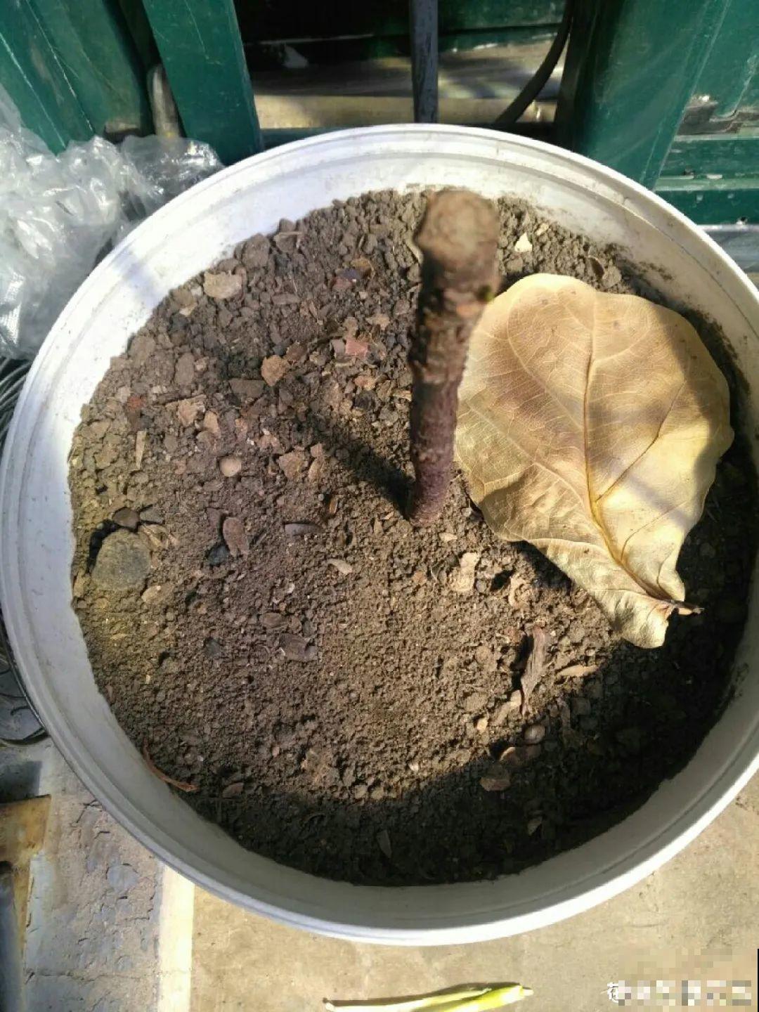 6种花夏天难养，贴土面砍一刀，新芽呼呼冒