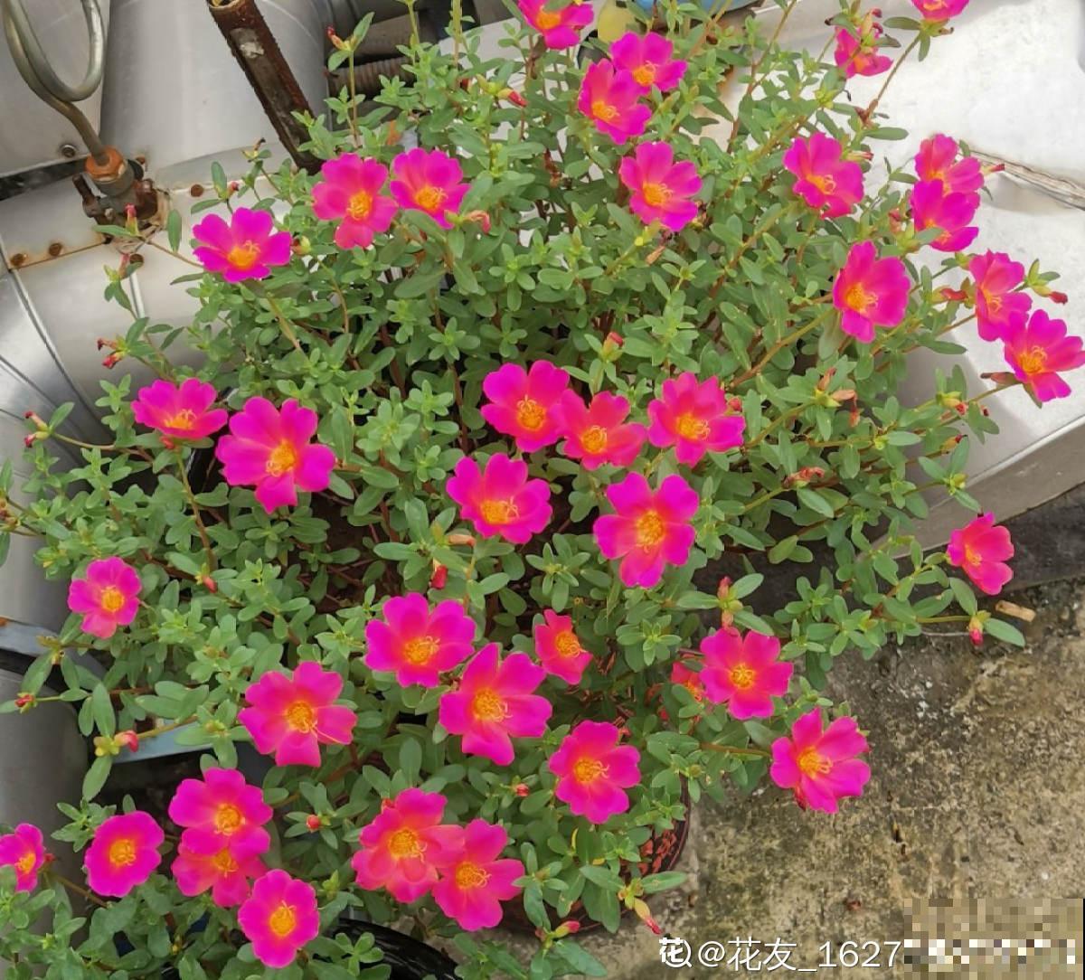 养花7年,居然找到了植物的“财富密码”,4种花“越养越赚钱” 养花7年,居然找到了植物的“财富密码”,4种花“越养越赚钱”