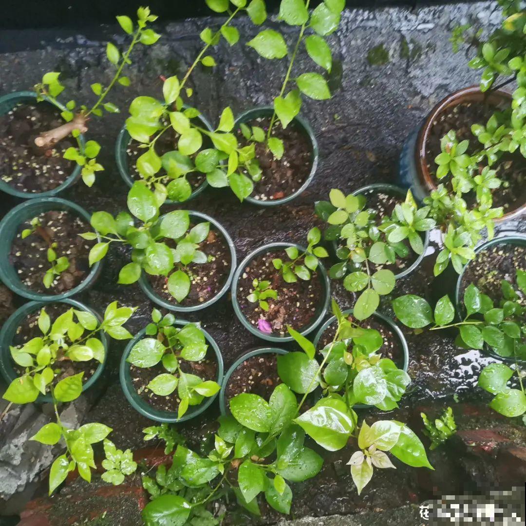 立秋后，7种花要扦插，满盆开花结果子