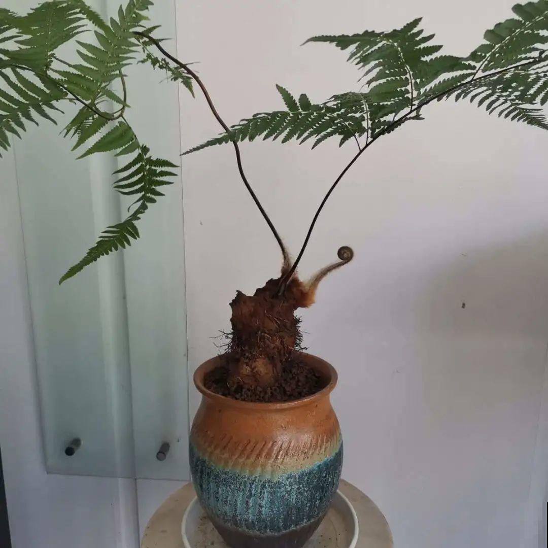 看到稀奇花，不认识的别去挖，可能会触犯法律