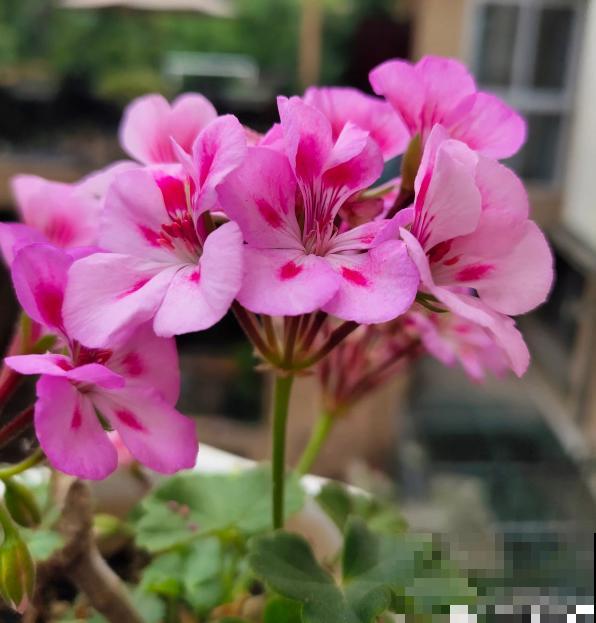 3种花马上要醒了,抓住时机养护,秋天呼呼冒新芽 3种花马上要醒了,抓住时机养护,秋天呼呼冒新芽