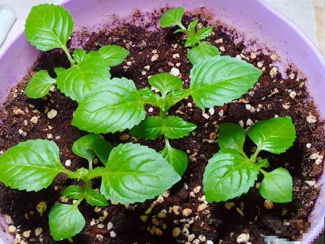 10种花开完不要剪，等20天之后，1盆变多盆