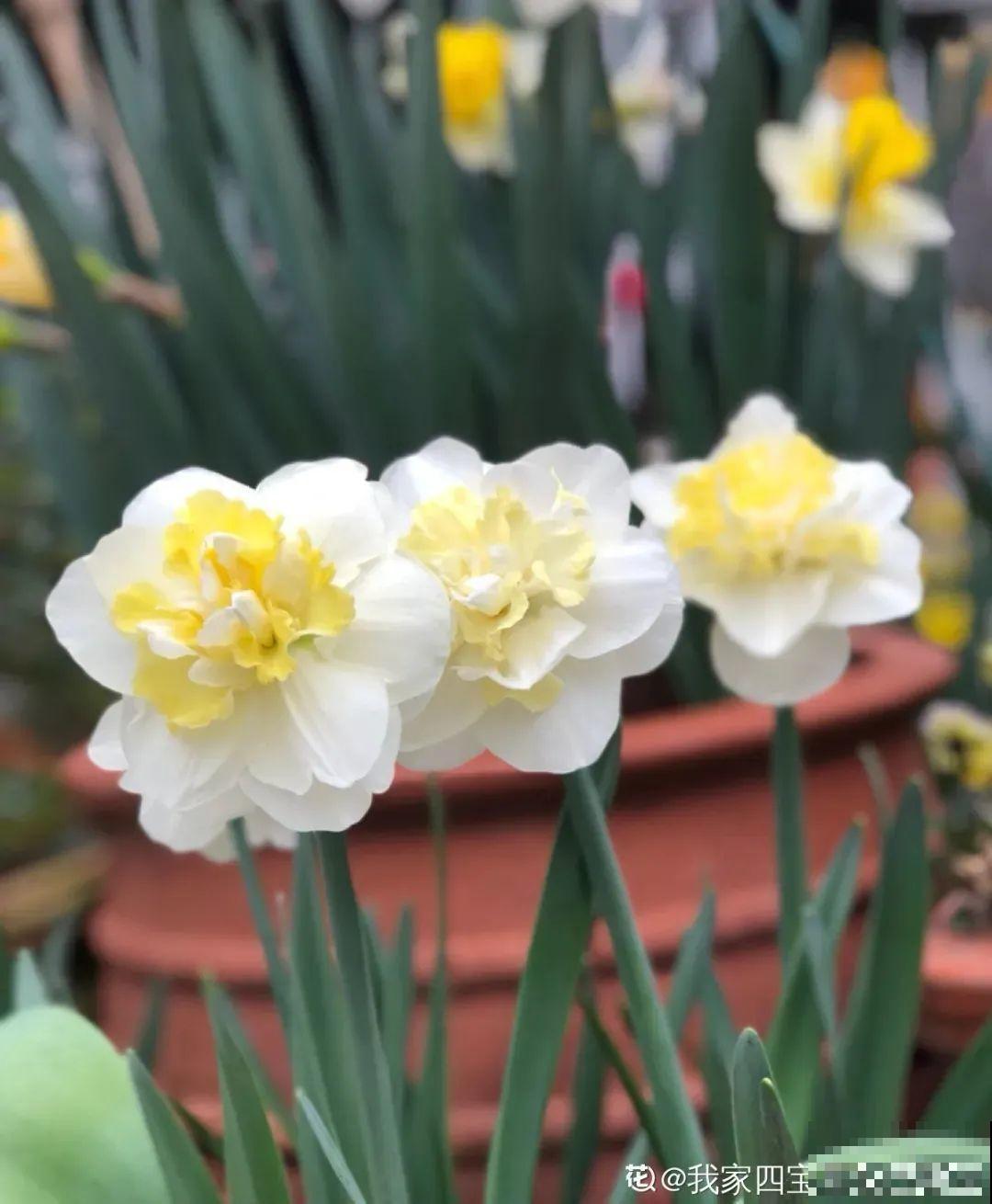 家里养的“仙女花”，奶奶非说是芹菜，还薅一把想炒菜吃