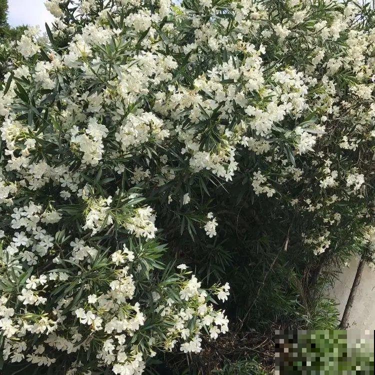 家门口长出这10种草,赶紧拔掉,不然会惹麻烦 家门口长出这10种草,赶紧拔掉,不然会惹麻烦