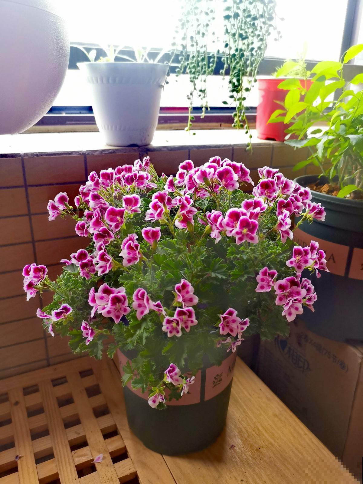 10块钱就能买到的花,放在屋里花香四溢,性价比特别高 10块钱就能买到的花,放在屋里花香四溢,性价比特别高