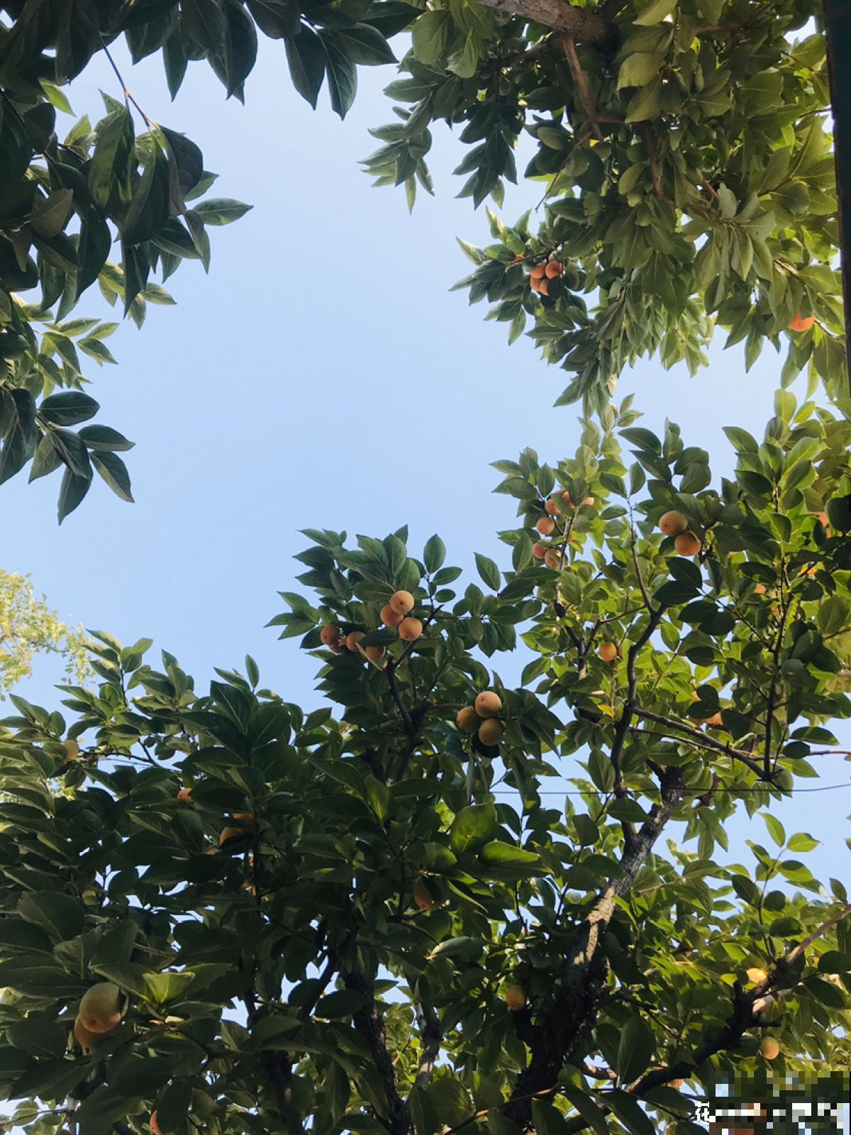 柿子嫁接难,学会这5步,成活率不高都难 柿子嫁接难,学会这5步,成活率不高都难