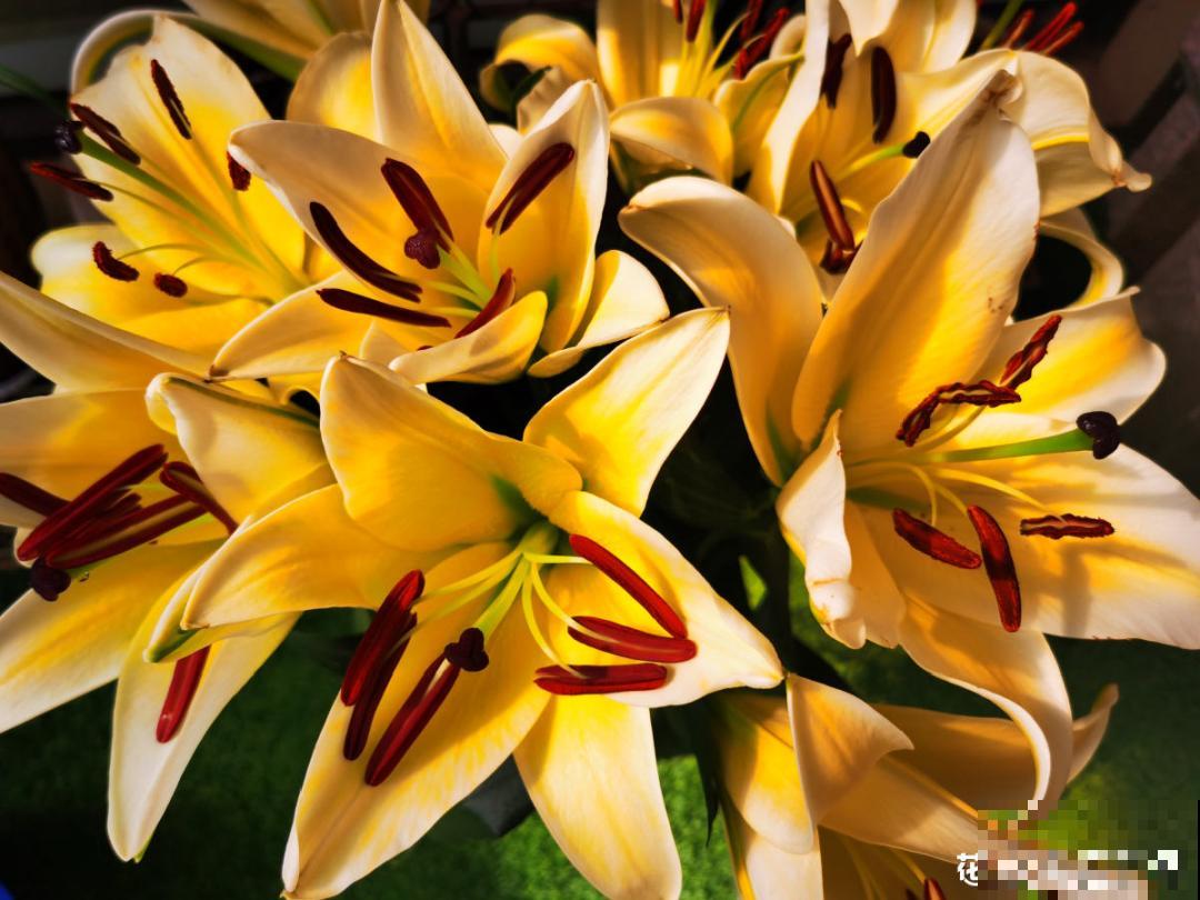 30℃以上，10种花就先别养了，买一盆死一盆，别怪我没提醒你