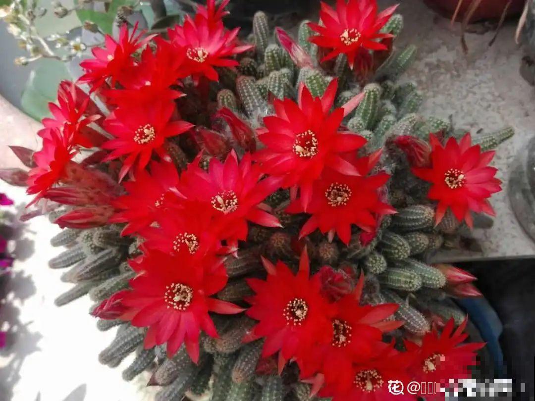 “不死鸟”真烦人，越养越多，真想扔掉