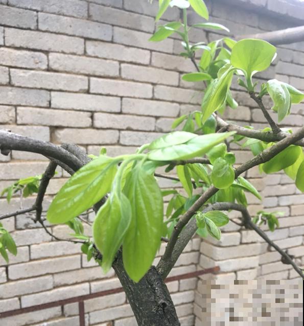 这4种果树，看到枝条扎土里，半月看见“萝卜根”