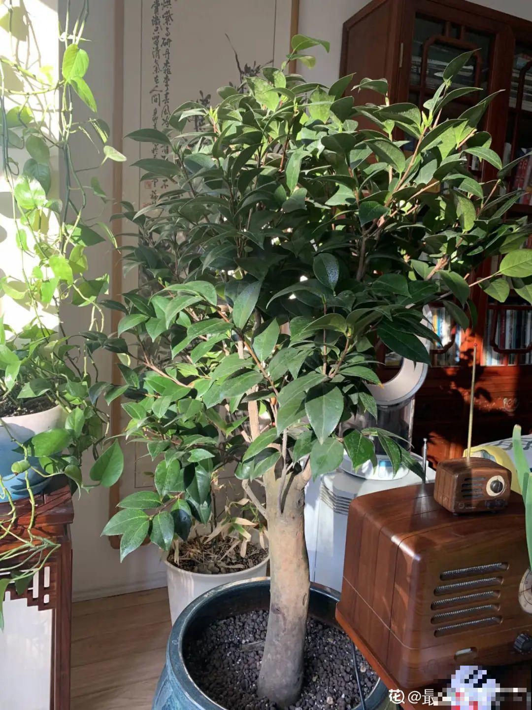 10种花最怕晒，搬进屋里养，不然要死光