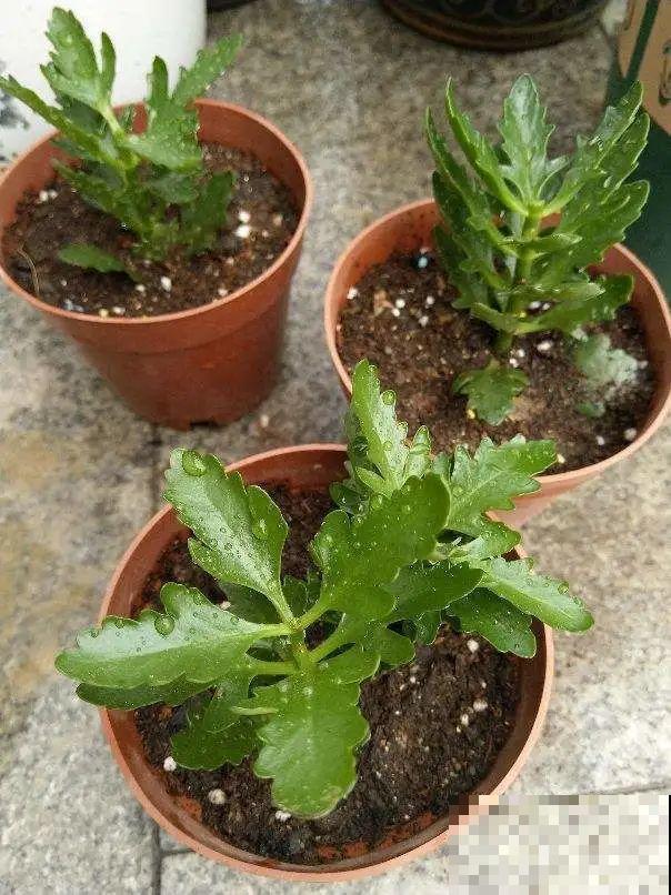 夏天看见气生根,赶紧剪下来,插土里就活 夏天看见气生根,赶紧剪下来,插土里就活