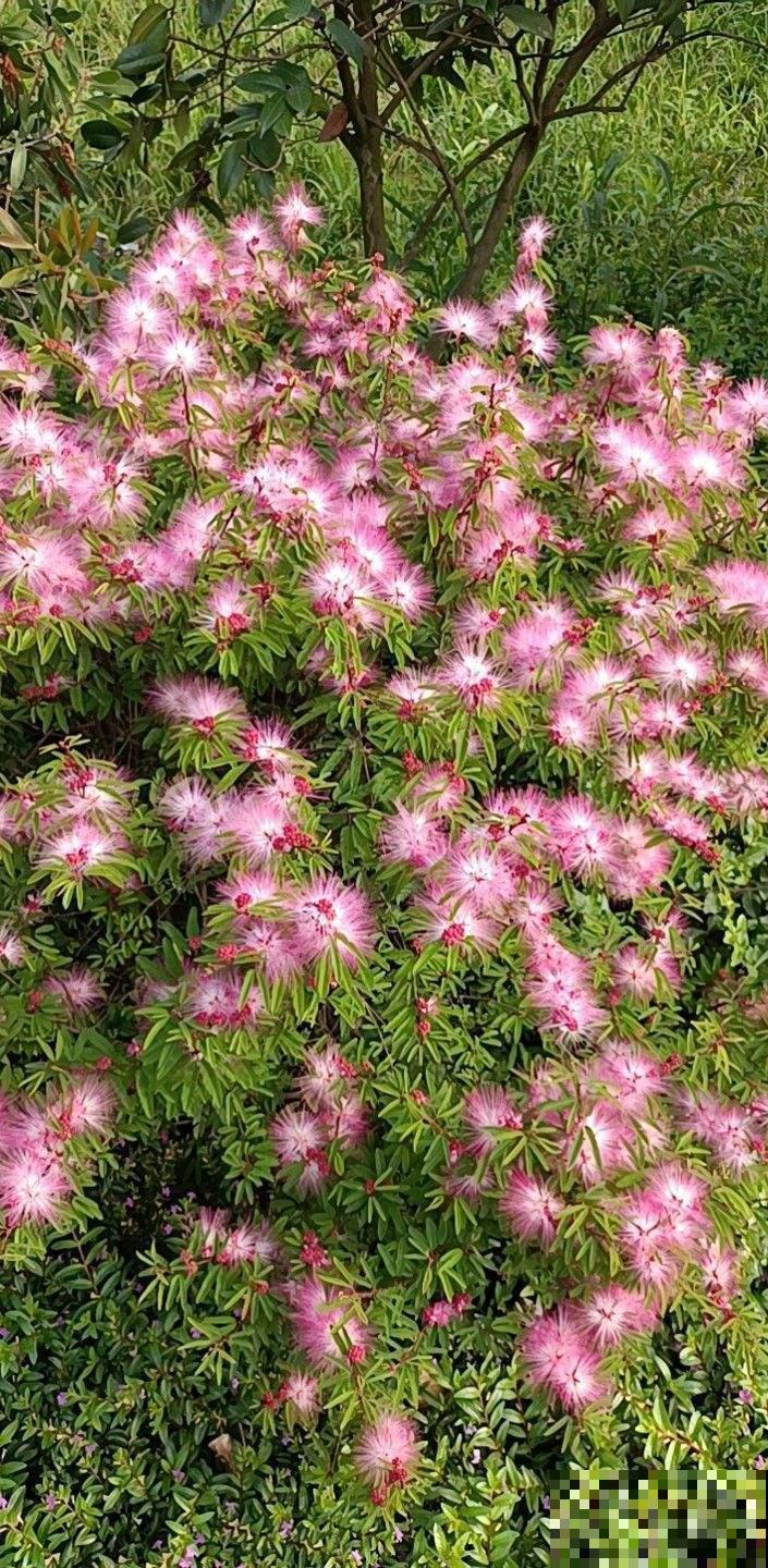 100种常见花,今天终于知道叫什么名了,建议收藏 100种常见花,今天终于知道叫什么名了,建议收藏