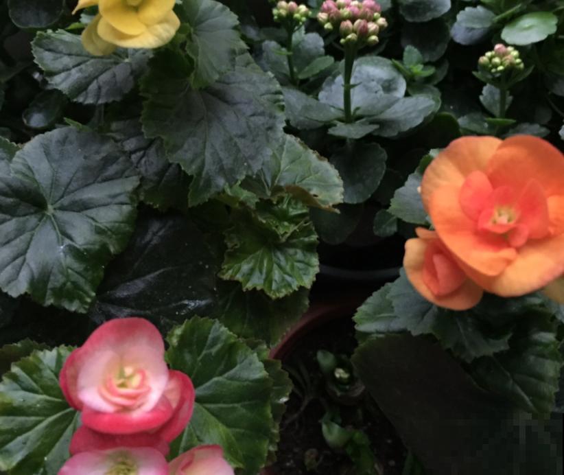 天热懒人养花必备的3种花，非常好打理，花点心思就能活