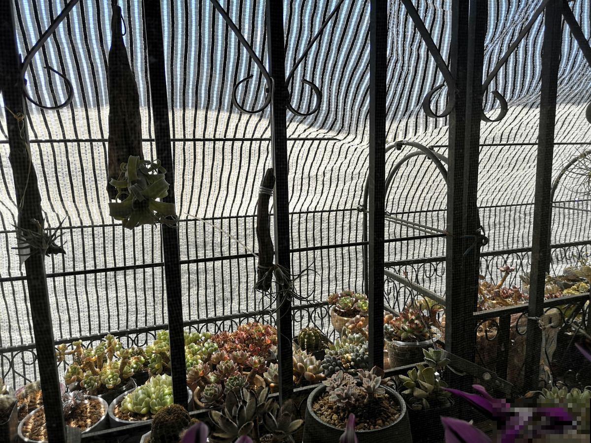 夏天超过30℃，再不给花降温，全都热死了