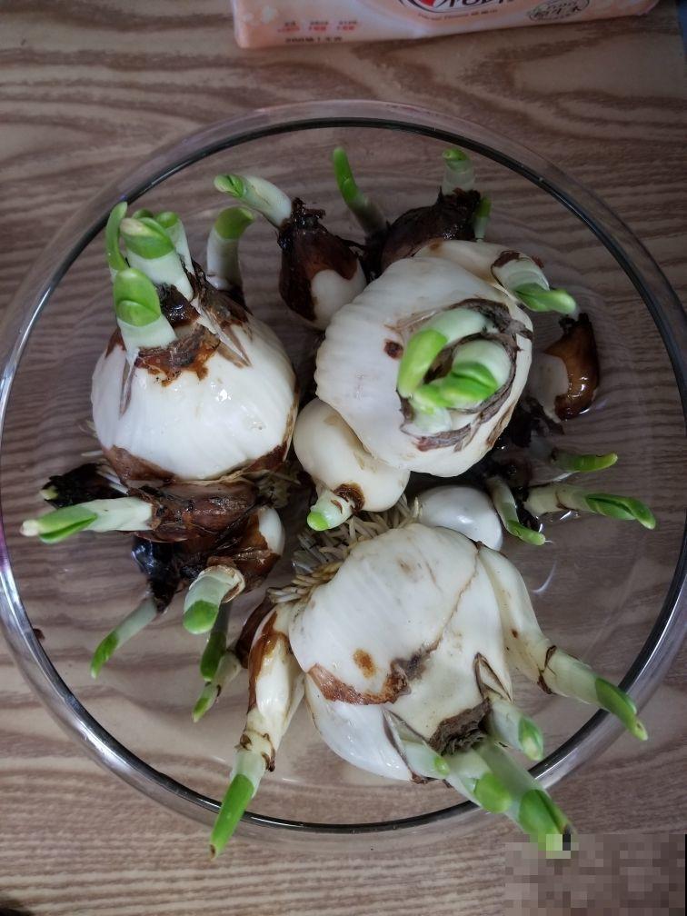 盆栽太累想水培，这4种植物，插水里好养活