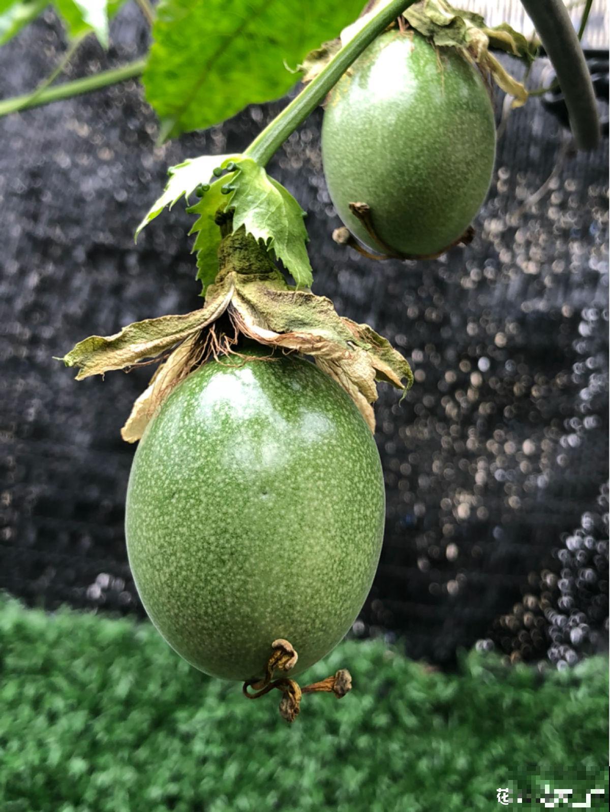 3种做法，做出多样的百香果，好吃又简单