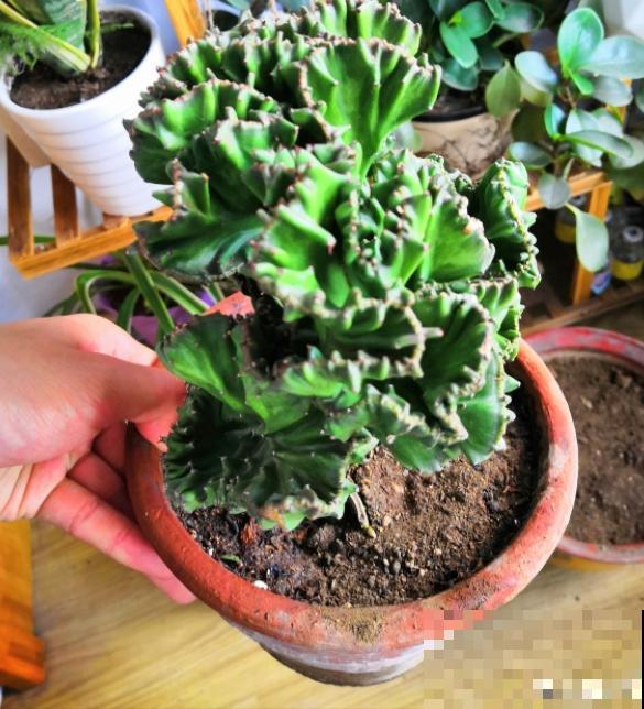 3种霸气植物，样子是丑了点，但是超有安全感