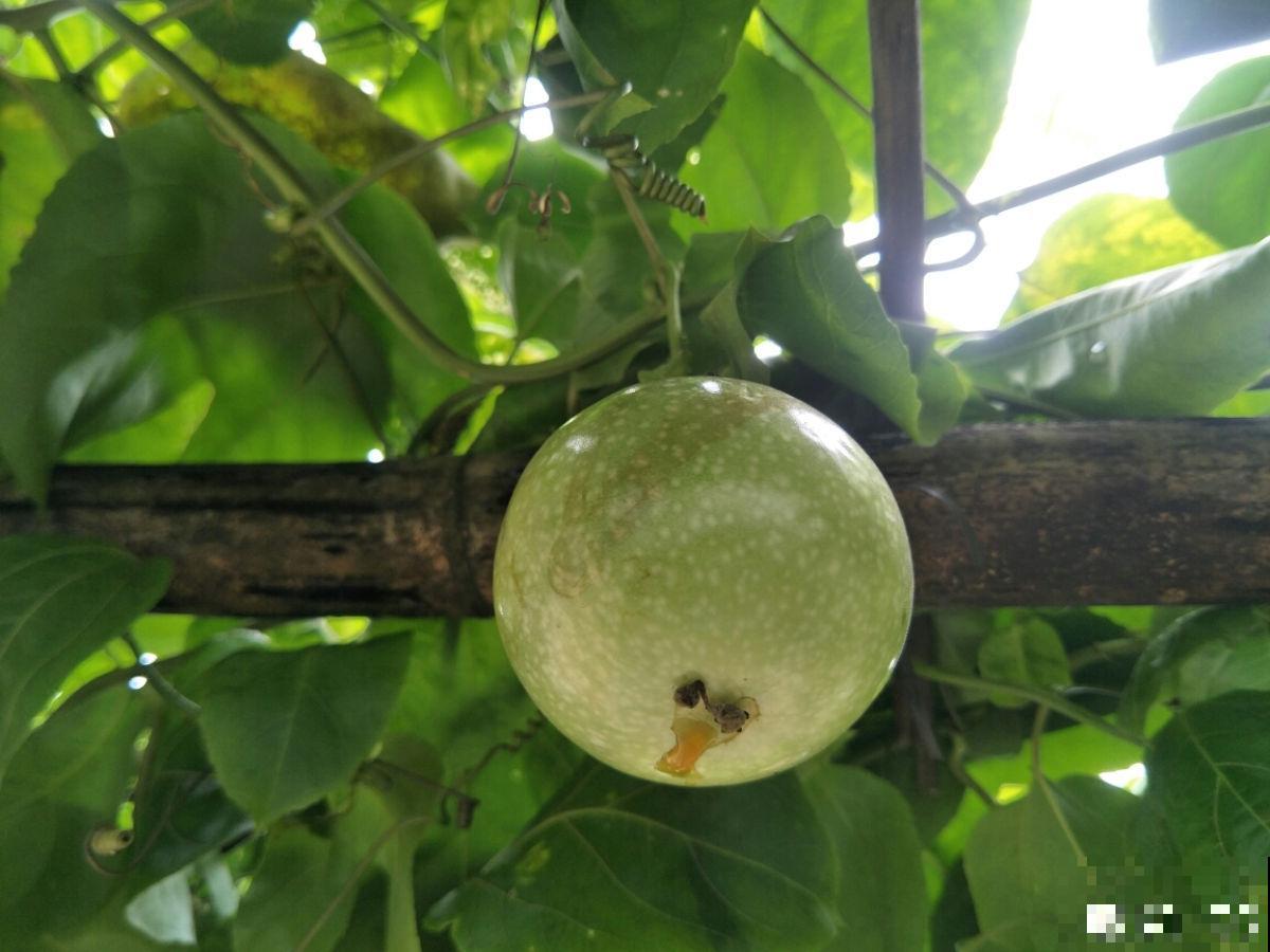 一棵百香果，3种养殖方法，爬藤扎地任你选