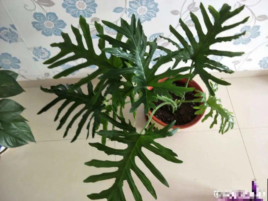 大叶子耐阴花，室内一定养，叶子比脸大，真凉快