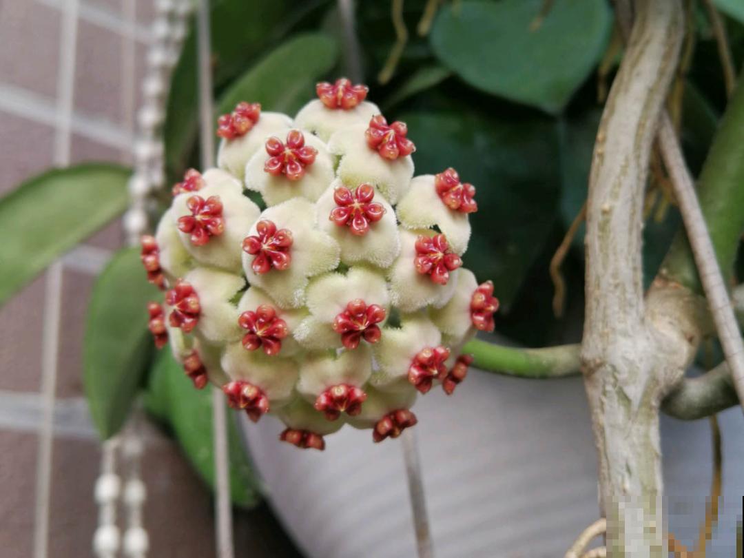 家里别只养绿萝,15种精致耐阴花,光照不好也能长很美 家里别只养绿萝,15种精致耐阴花,光照不好也能长很美