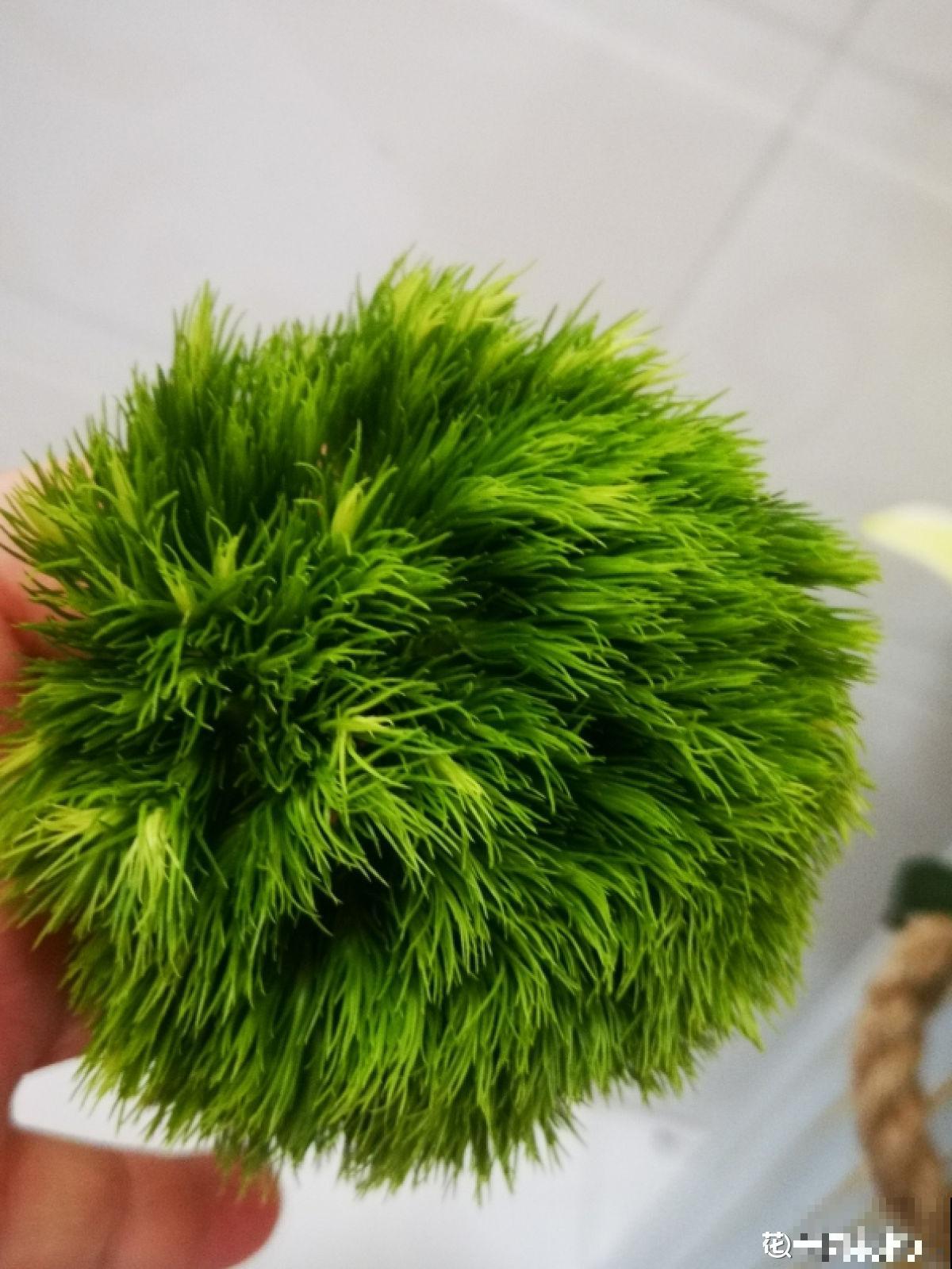 最近流行的简约风绿色，这3种植物，纳凉经典又好养