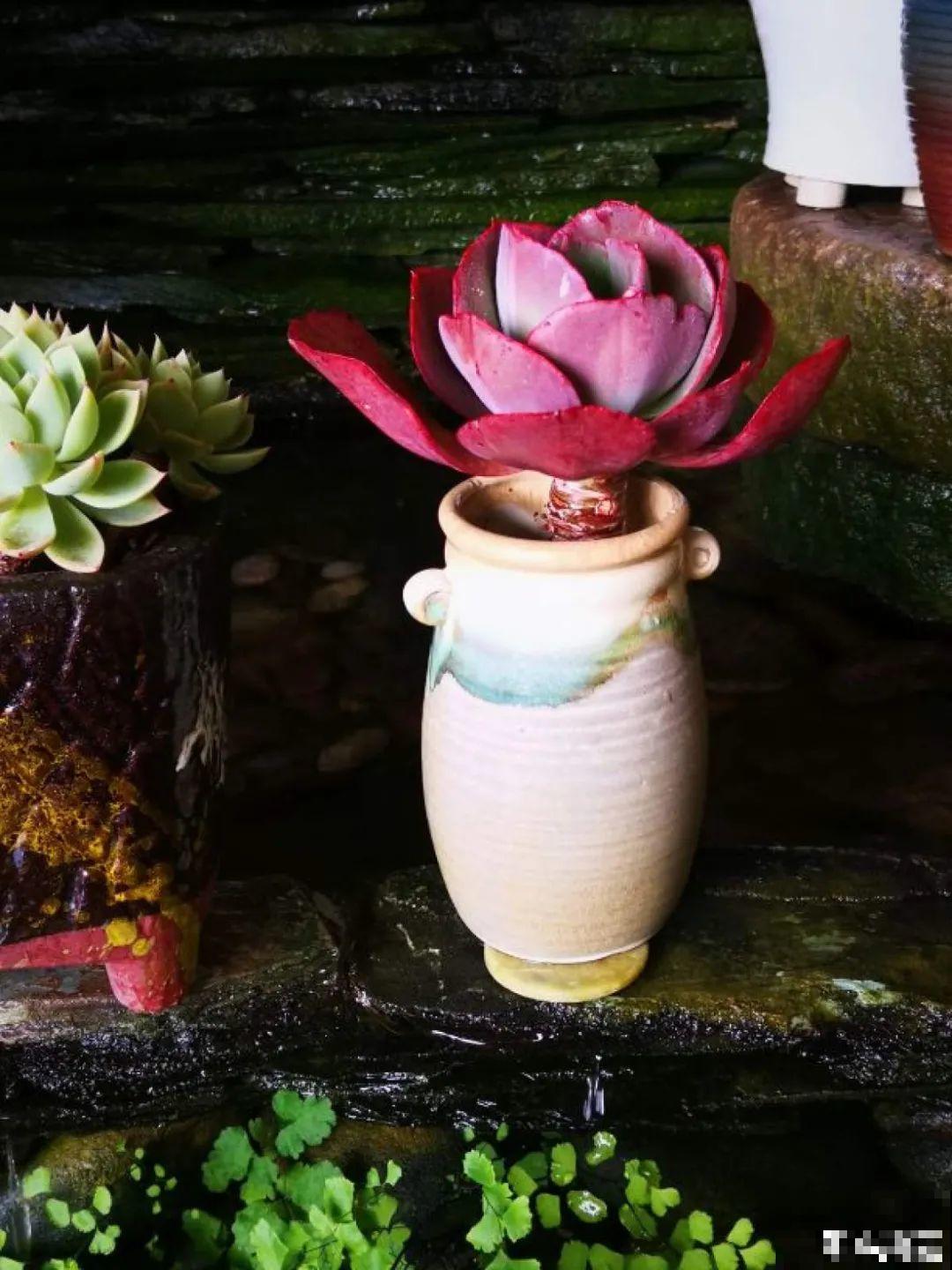 夏天养多肉，别人的绿徒摊，她的却美萌艳，太美了