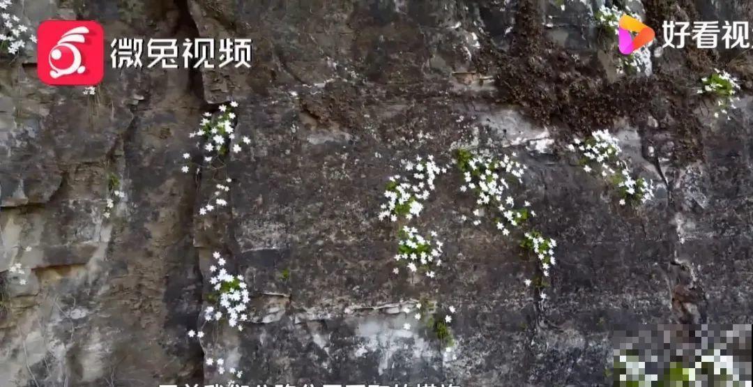 看到稀奇花，不认识的别去挖，可能会触犯法律