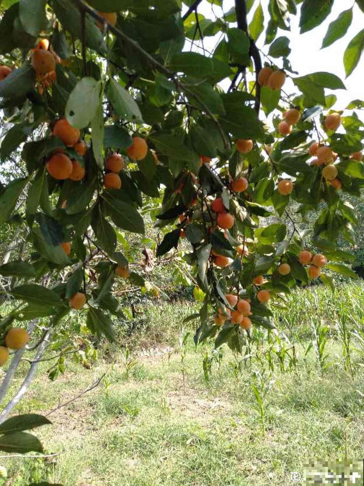 这4种果树，看到枝条扎土里，半月看见“萝卜根”