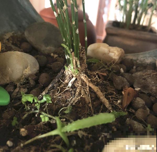 夏天养花，就怕乱浇水，千万不能积水