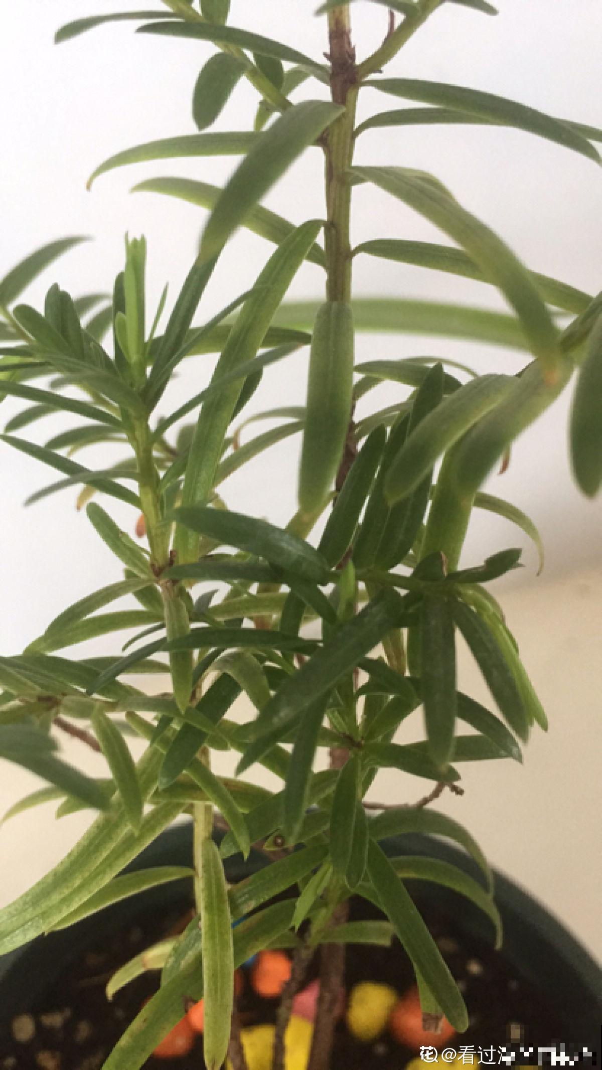 路边的野花别乱采,要是采到“国二”,可能会惹到麻烦 路边的野花别乱采,要是采到“国二”,可能会惹到麻烦