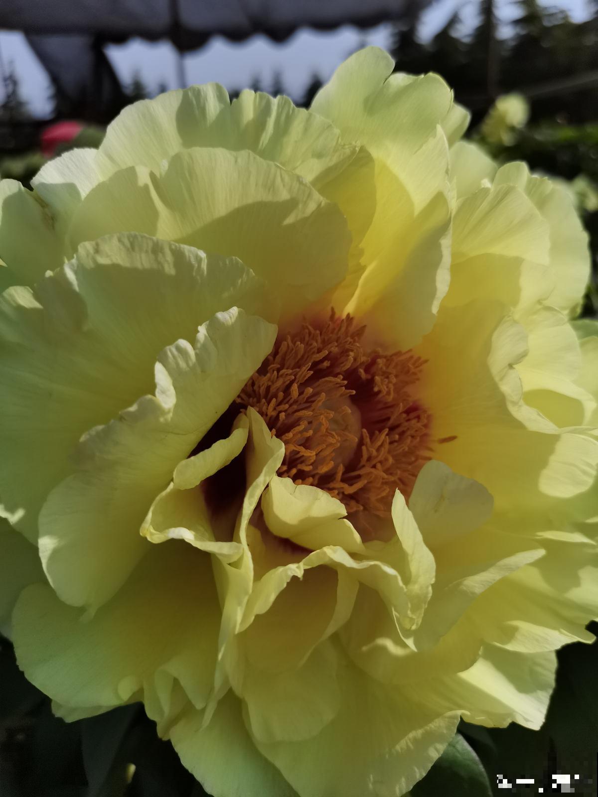 抢着要的一楼小院，本以为是养花好地方，住了一段时间后悔了