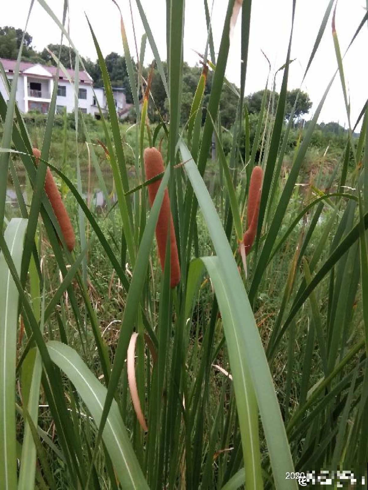 童年常见的20种花，城里很难见到，你认识几种