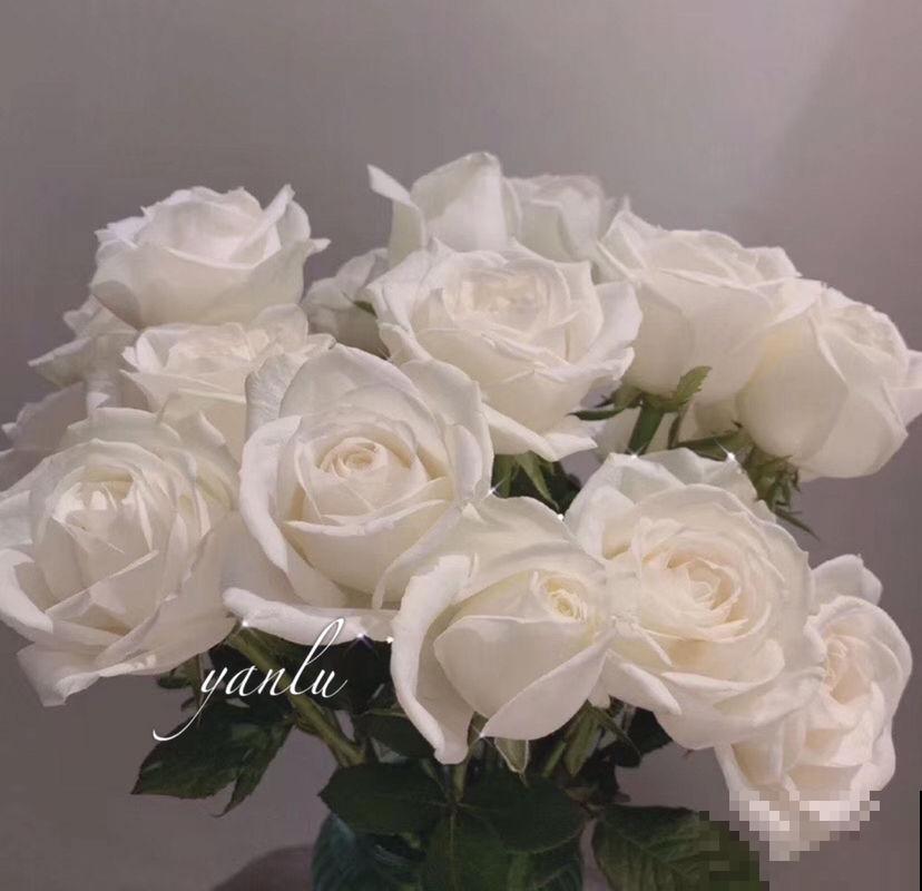 又是一年七夕,买玫瑰不如亲手养玫瑰,送给心爱的TA更有心意 又是一年七夕,买玫瑰不如亲手养玫瑰,送给心爱的TA更有心意