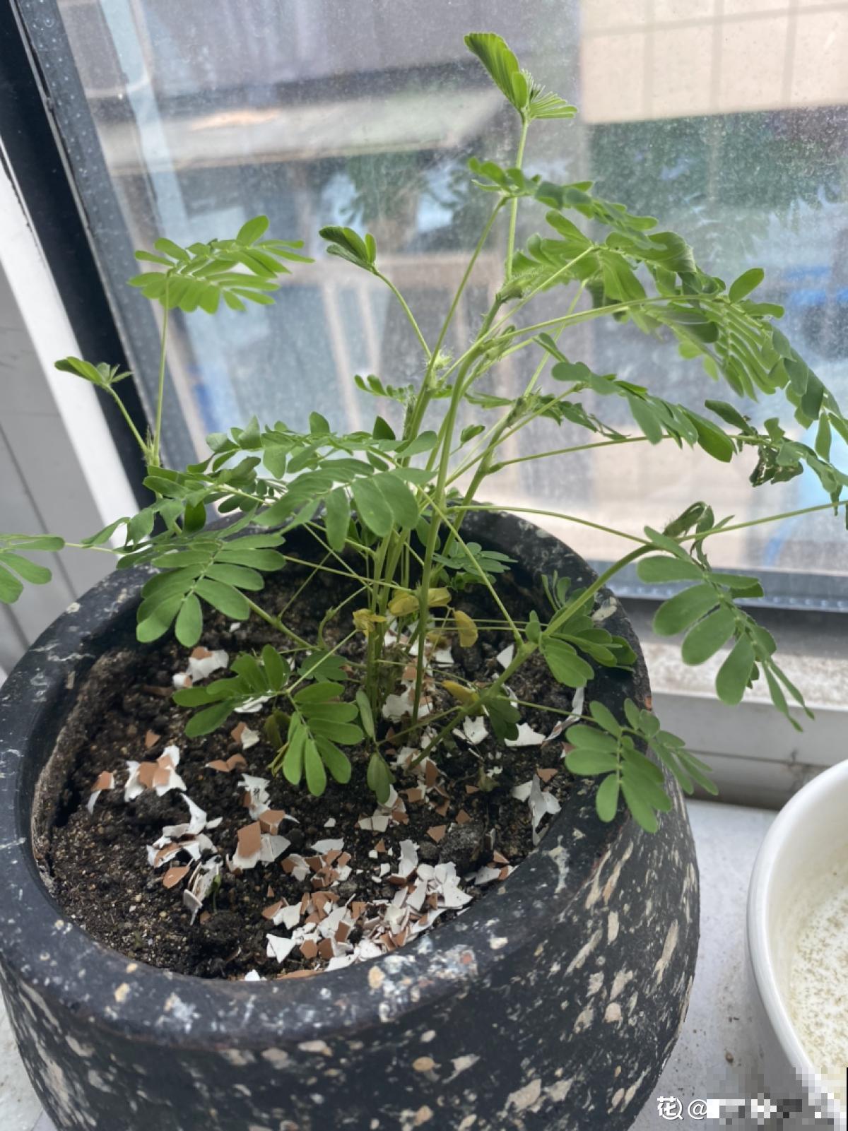 敲开的蛋壳别扔，这5种用法等你发掘，不用真是吃大亏