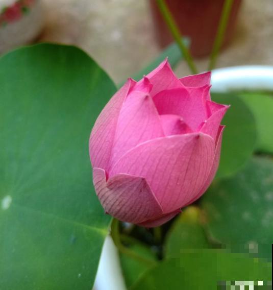 因为名字晦气，婆婆总和我闹别扭，养碗莲有什么错？