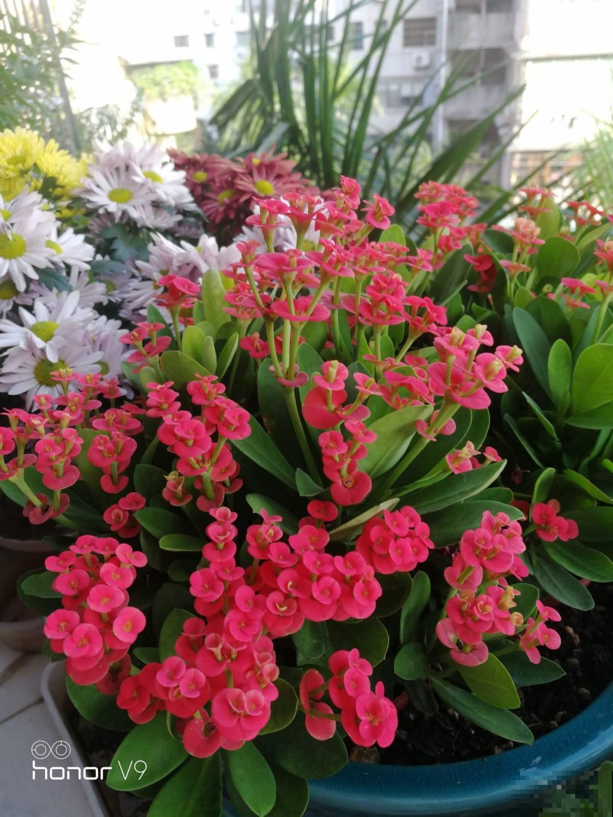 100种常见花,今天终于知道叫什么名了,建议收藏 100种常见花,今天终于知道叫什么名了,建议收藏