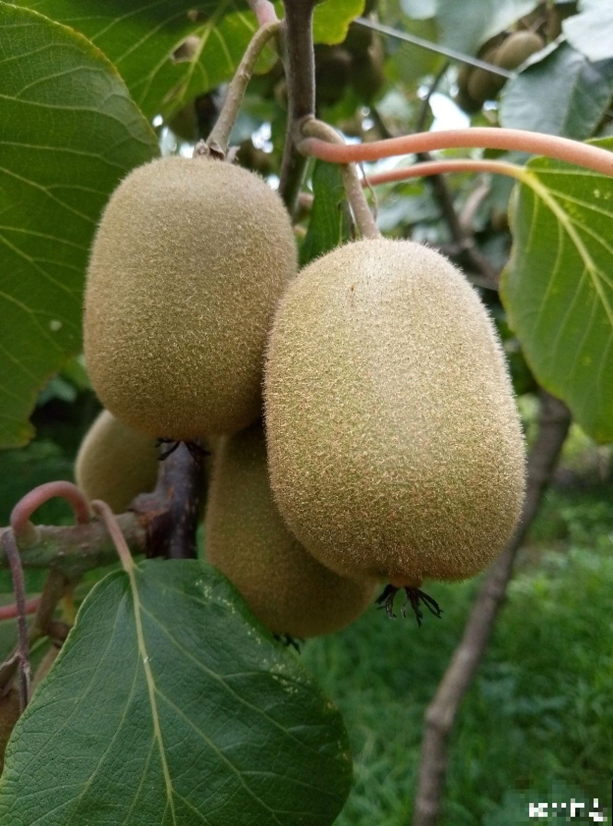 猕猴桃也能自己种？学好养殖，还你满盆猕猴桃