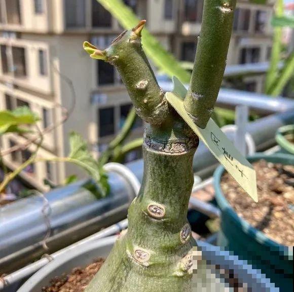 养了30年的玉树,扦插开出9色花,快来沾沾喜气 养了30年的玉树,扦插开出9色花,快来沾沾喜气