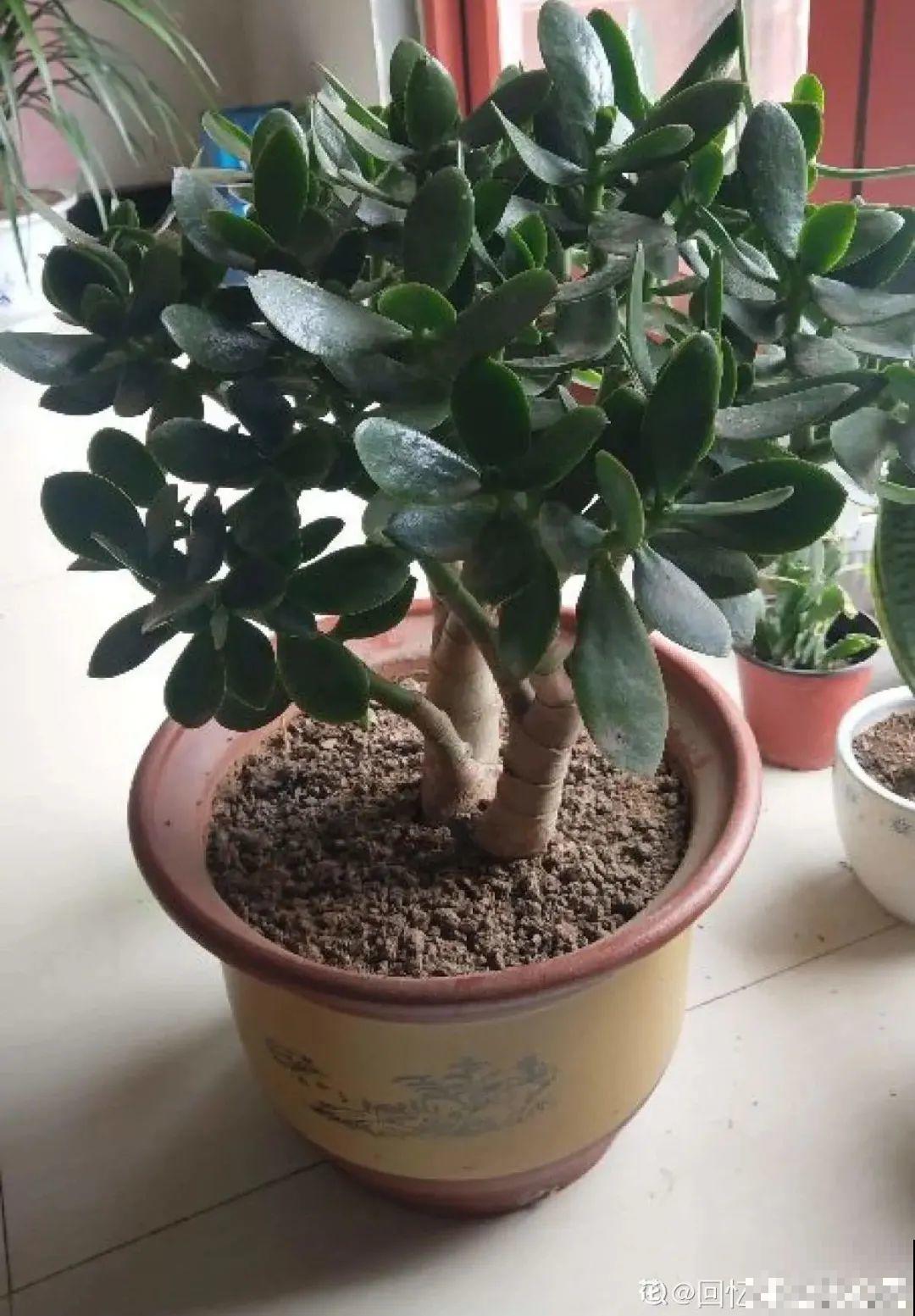 虎皮兰浅盆养，小芽嗖嗖冒，满盆都是新芽